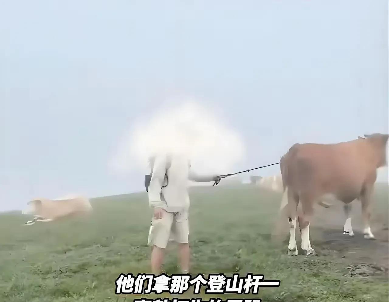 五台山被牛攻击的这几个人，他们实属活该！
在佛山圣地，做出这么不堪的行为，真是污