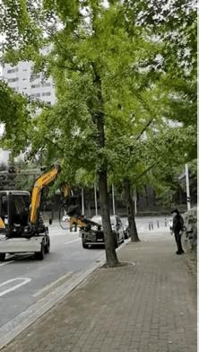 这样抖树有什么作用啊。