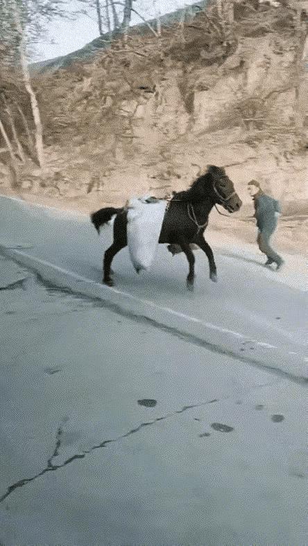 这是主人在训练马吗？显然不是，是马不愿负重，尥蹶子了。
        马是不少