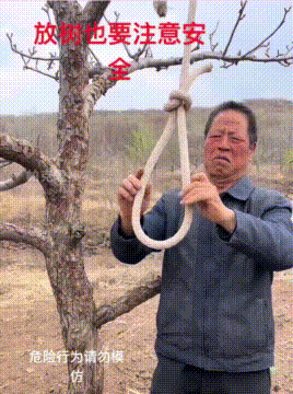 大爷放树注意安全，挂个吊绳给自己防护，这胆子是真大！
