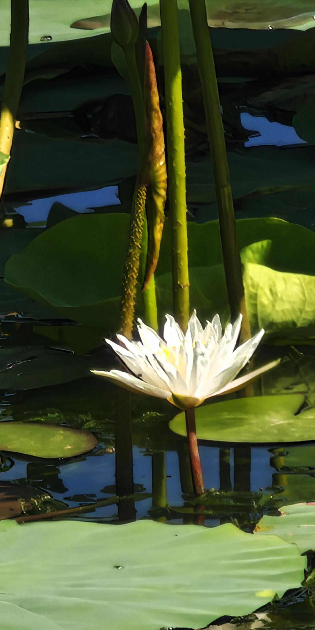 本溪市政府前湿地荷塘之美。