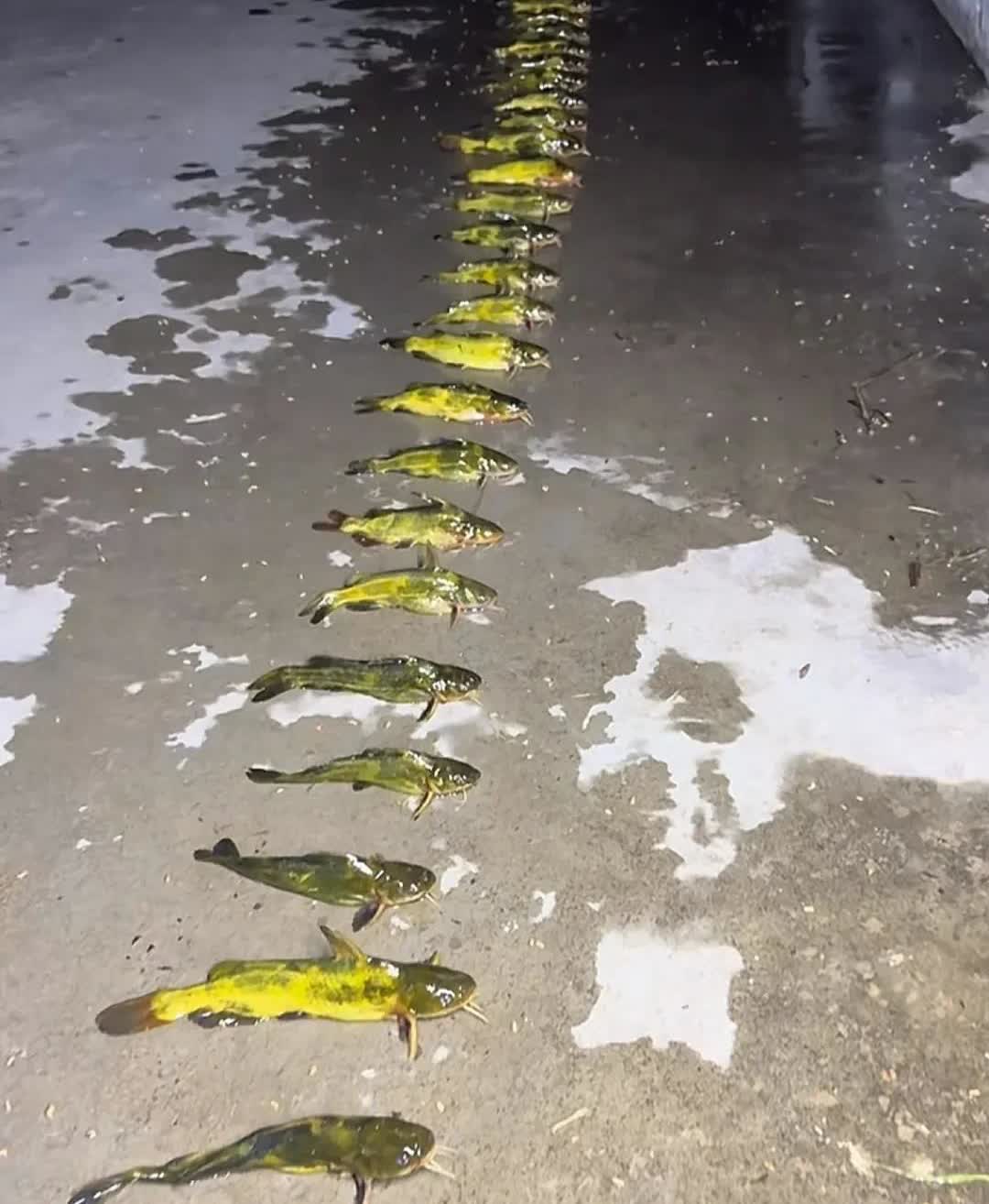 夜钓3小时的战果，全是这玩意，我这边叫黄古鱼。豆腐黄古鱼汤绝配。