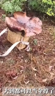 “活久见！”5月26日，云南保山，一小伙冒雨上山捡蘑菇，没想到竟然发现了一株8斤