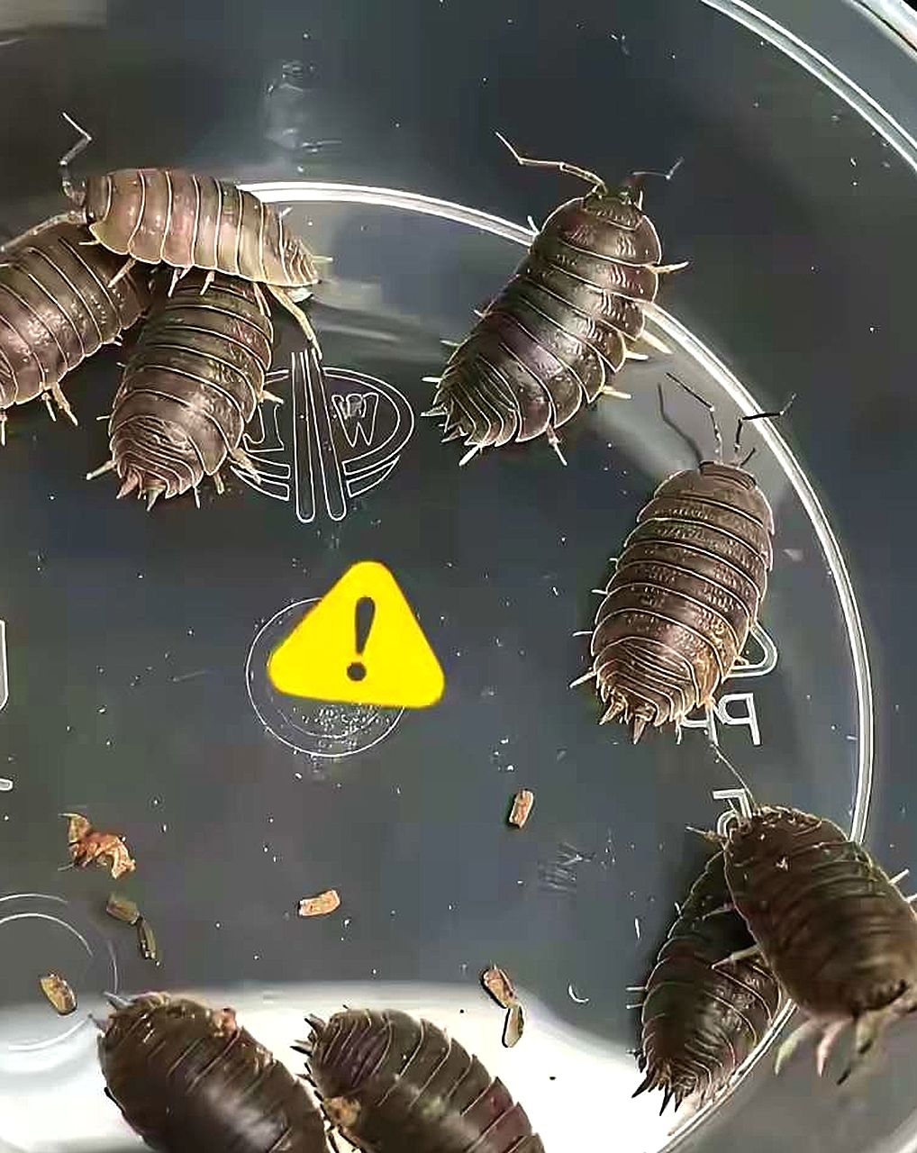 小时候老家到处都是，现在快绝迹了！你那儿土话怎么称呼它？