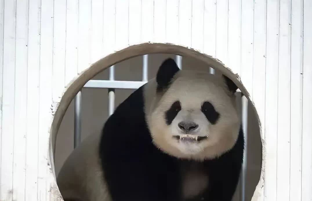 近日，福宝这张照片
在整个熊猫圈“疯传”，
因为福宝露出了
前所未有的“假