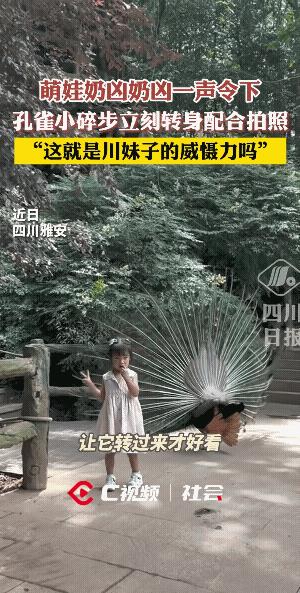 号令百鸟，贵不可言。凤命！
这小碎步转的，生怕晚一秒就耽搁了拍照似的。
孔雀也会