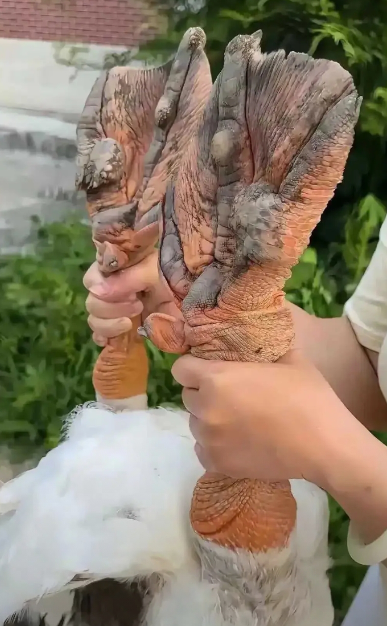 大不大，这一只不得卖好几百？