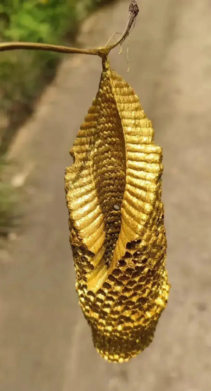 这是什么样的蜜蜂筑的巢啊？