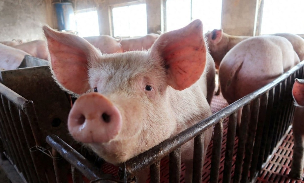 你敢信？3D打印技术竟能复制人体最精密的血管网络！华南理工大学联合美日科学家突破