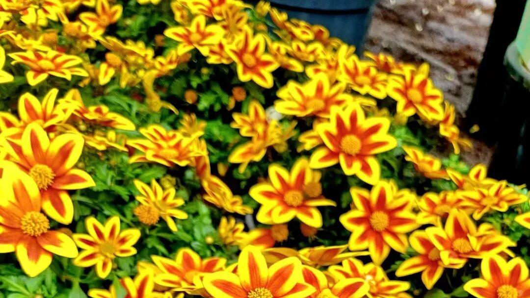 鬼针草，这入侵杂草还能养成观赏盆栽？