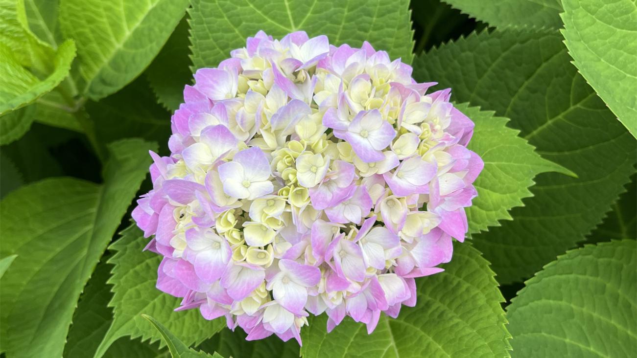 《绣球花开的夏日》