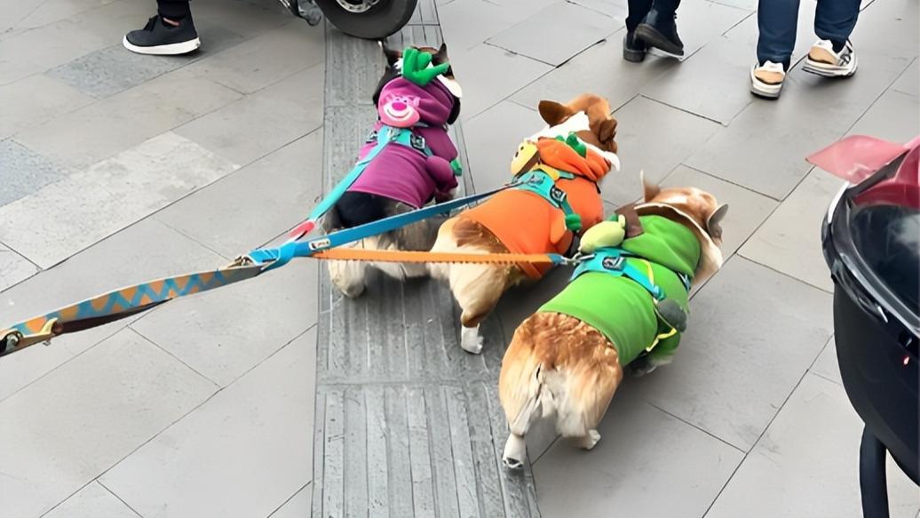 再说不拴绳没事？明年起遛狗不拴绳违法！最高拘10天罚千元！