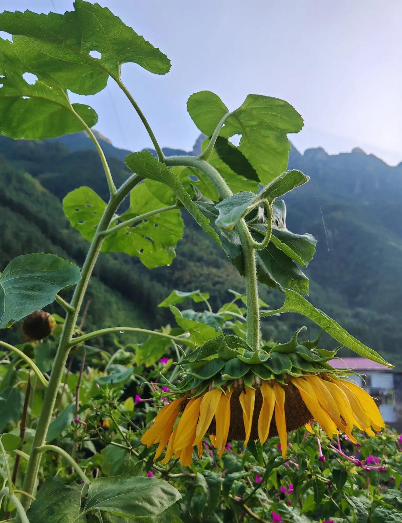 【生活感悟】前几天，向日葵的花瓣还是围着太阳转动的，太阳在东它在东，太阳往西它往