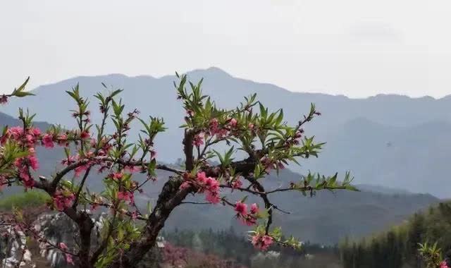 妈妈打电话告诉我说：“村里的一个80多岁的大娘今天走了！早上还好好的，起来洗漱做