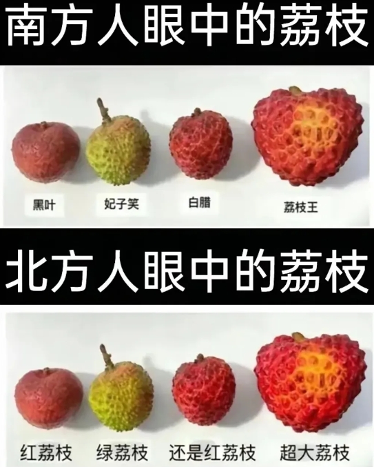 妃子笑，是不是还不熟就摘了？为啥是绿色的