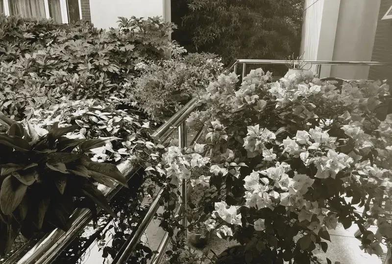 王晶爆料明星事这事儿挺有意思。他靠着不断“泄秘”吸粉无数，像之前爆张柏芝和谢霆锋