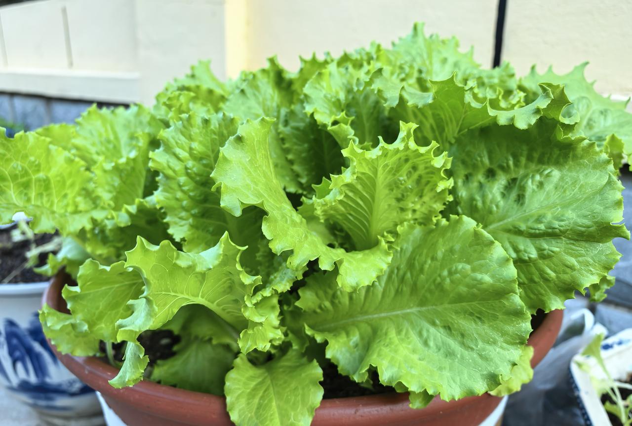 花盆种小菜咋配土的？——不打狂语，直接分享我的方法：田园土80%、腐殖土15%，