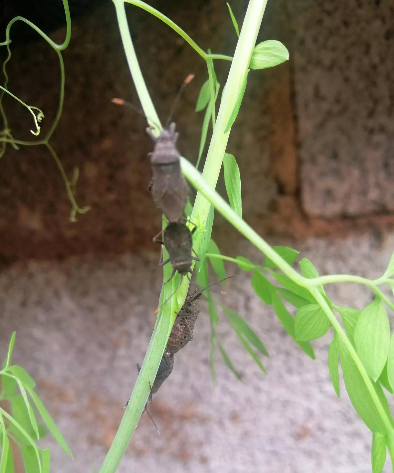 问了一年都没人知道这是什么种类的昆虫，都没人认识吗？
 #这是什么虫子，有认识的