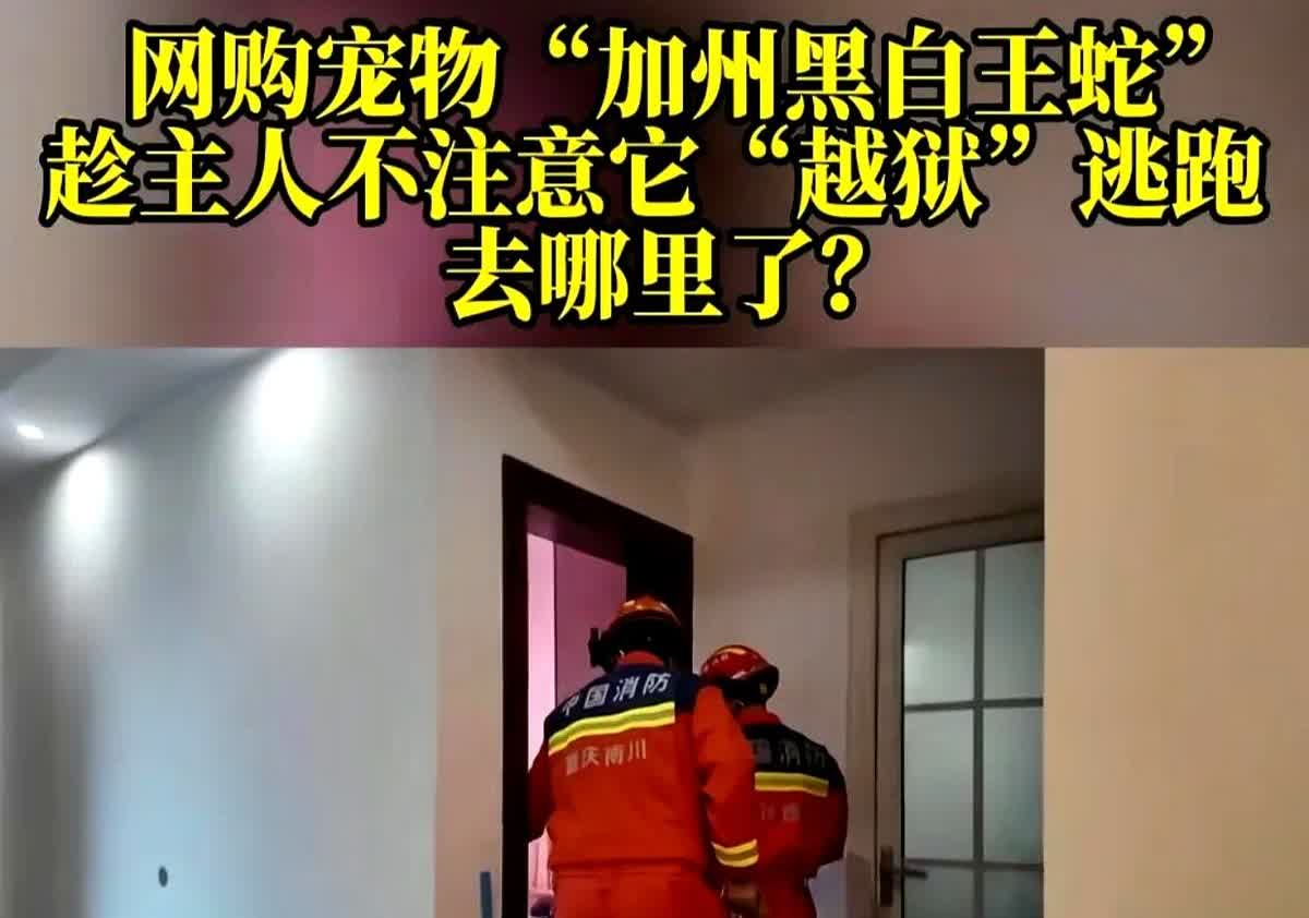 重庆女子网购了一条黑白王蛇当宠物，谁知喂食的时候，它居然从储存罐里跑了出来。
