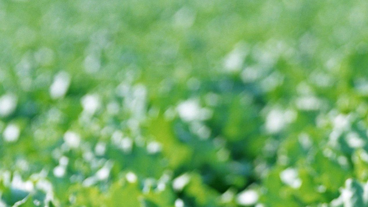 半年病虫害防治计划，王炸升级，潮湿低洼田地，大豆病害处理秘籍 (4)