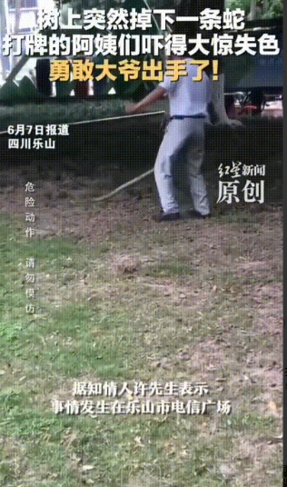 四川乐山，一群阿姨在树下悠哉打牌，突然一条一米多长的蛇“啪嗒”掉下来，吓得阿姨们