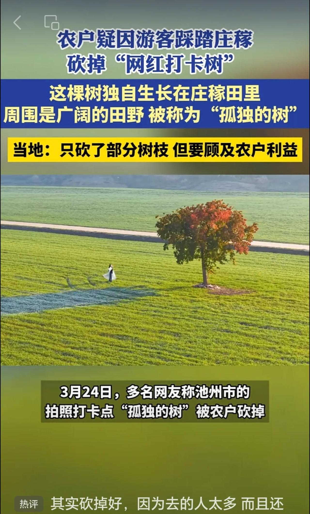农户疑因游客踩踏庄稼砍掉“网红打卡树”,当地：只砍了部分树枝 但要顾及农户利益 