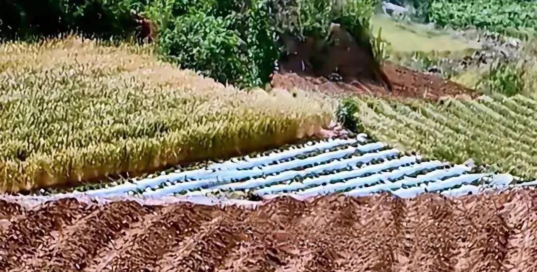 回顾《生万物》剧中的破绽很多，先举2例。
      剧里画面，庄稼地里有塑料薄