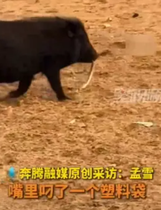 “离了个大谱！”6月26日，内蒙古阿拉善，一位村民在家里养了不少散养猪，没想到其