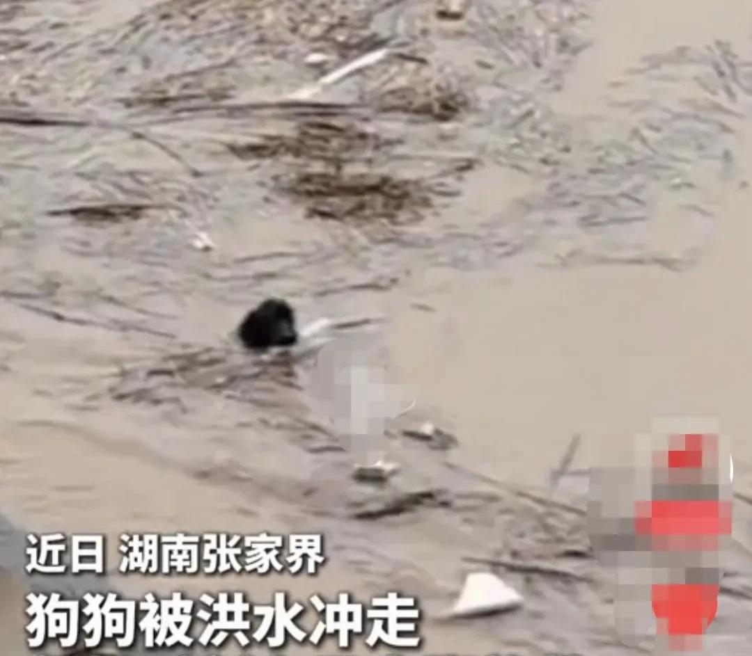 湖南张家界，由于连续暴雨，河水猛涨，一只黑色的狗狗，不幸被迅猛的河水冲走。
慌乱