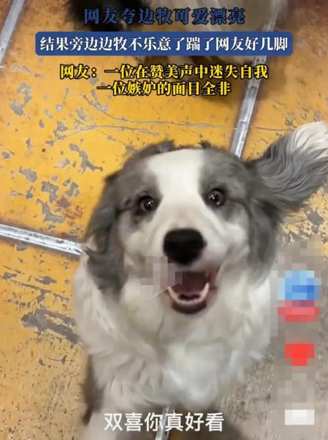 河南，主人遛狗的时候，遇见邻居家一只狗狗，主人看了便一个劲的夸，邻居家狗狗长的太