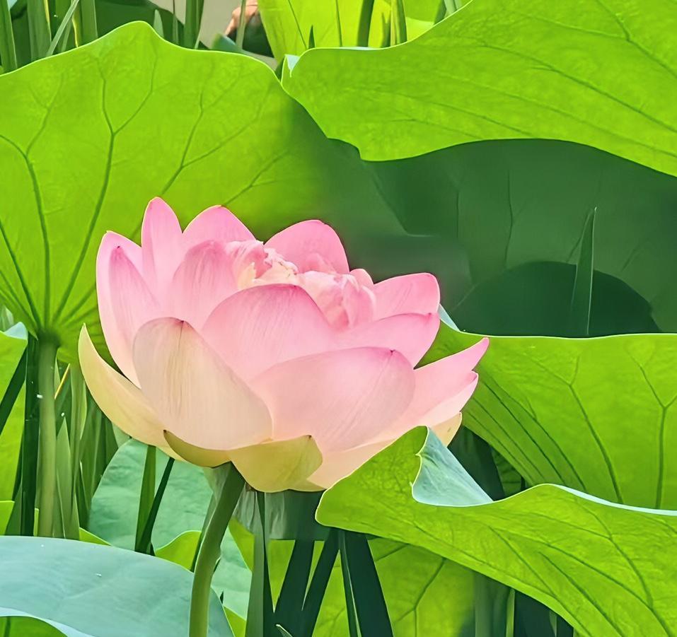 我发现有很多父母嘴上说爱自己的孩子，其实心里一点都不爱。
昨天我和一个朋友聊天，