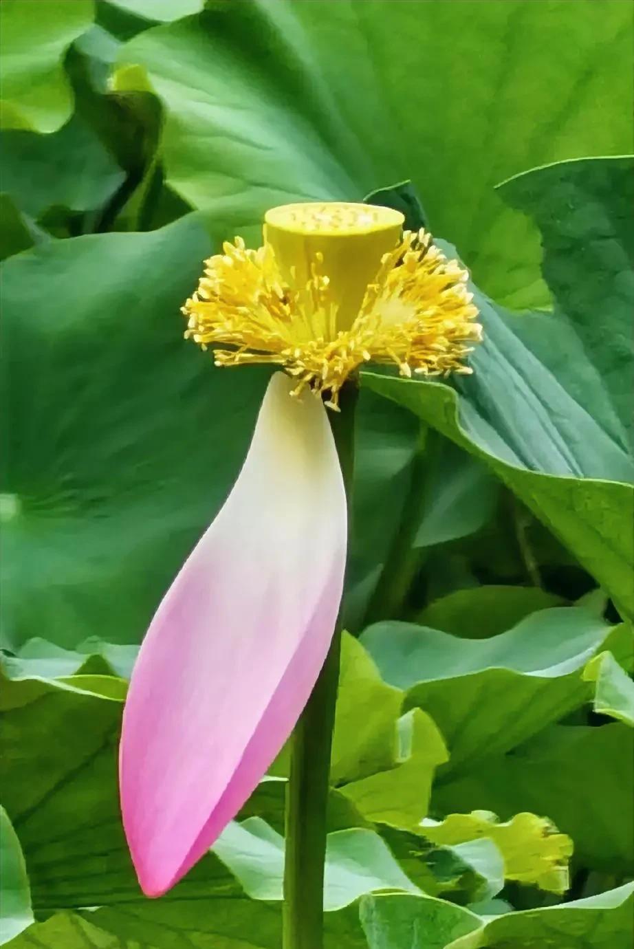 一瓣荷，牵住那年夏
一池雨，洗不褪旧时香
影愈沉愈淡，
倏忽间，荷风渐晚
倚栏望