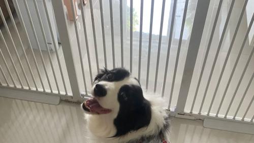 狗狗糖尿病早发现！症状识别+科学饮食管理方案