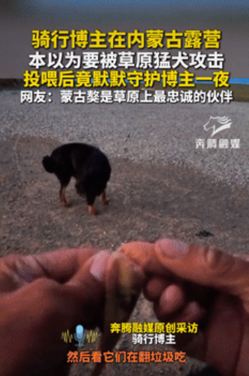 太有灵性了！内蒙古，男子晚上在路边露营，刚搭好帐篷，就发现两只蒙古獒向他靠近，他