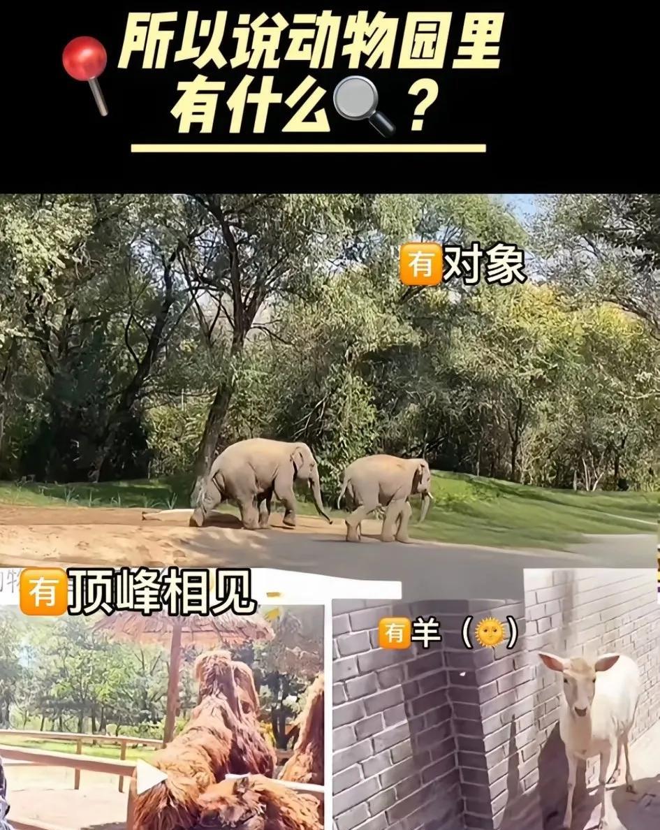 让这届网友笑死了，人家王楚钦就发了个动物园里有什么这么一句话？结果神通广大的网友