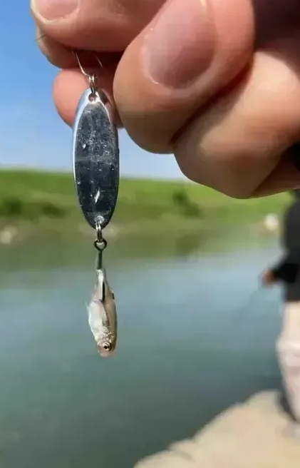 钓了一天的鱼，终于钓到一条大的