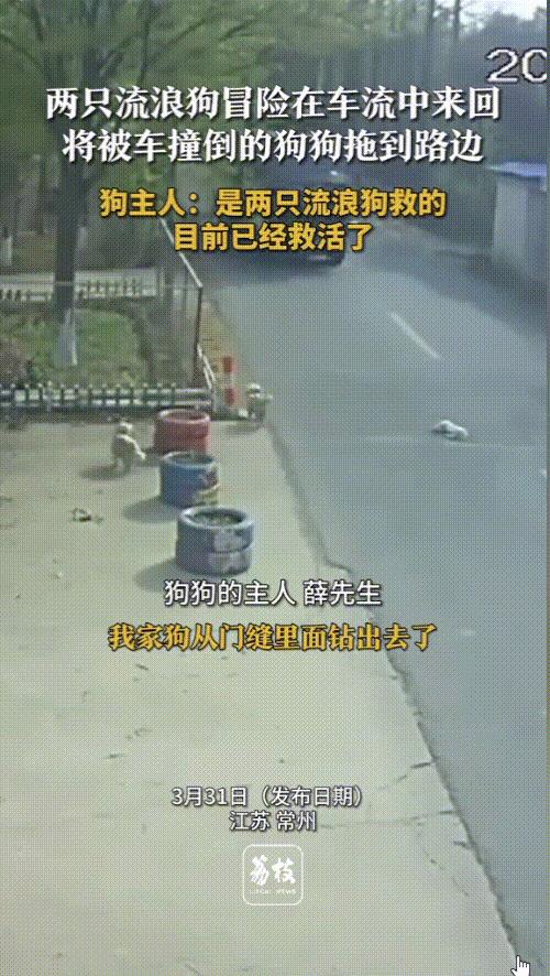 “太有灵性了！”江苏一只小狗被车撞飞，倒在马路中间一动不动，眼看着就要被大货车碾