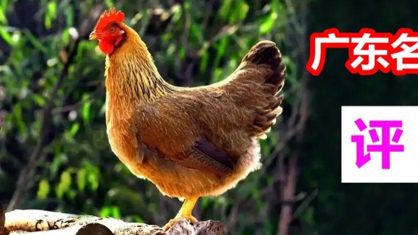 广东三大名鸡，六大名鸡，其渊源与风味评述
