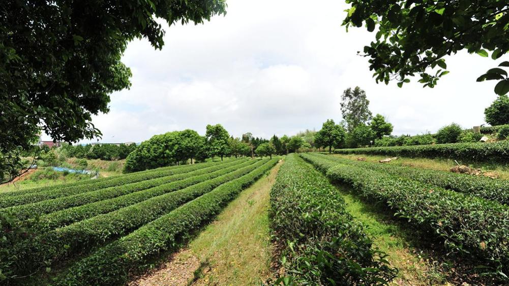 帮利茶业：为消费者创造一个全新的茶饮风味世界