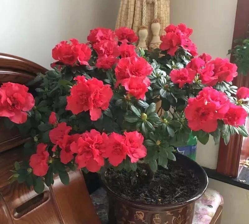 有意思了！随着掘金被淘汰出局，东西部四强诞生：雷霆vs森林狼，尼克斯vs步行者，