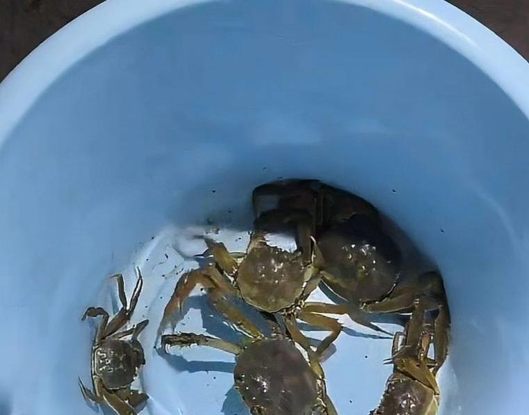 近日，天津一些网友表示，七里海湿地公园附近，晚上出现好多捡拾螃蟹的人。
大量螃蟹