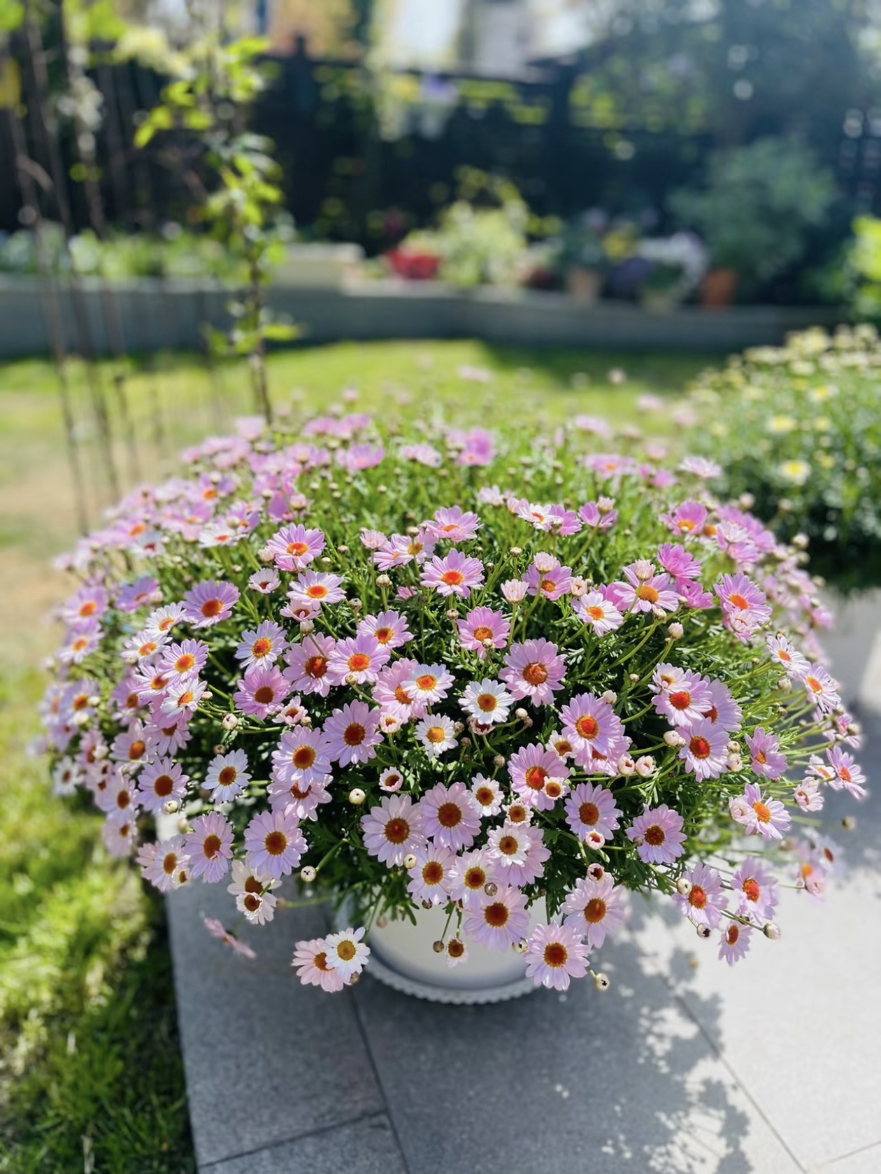 玛格丽特：自带奶油滤镜的 “花球精灵”，一年开 200 天