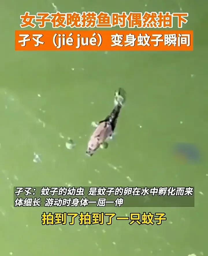 看哭了！5月3日，湖南长沙一名女子发视频称，自己夜晚去捞鱼时，刚好遇见一只孑孓蜕