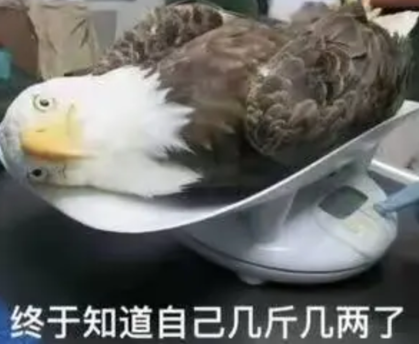 美国人一上秤，知道自己几斤几两了。
就在今天，美国商务部正式通知德国西门子公司，
