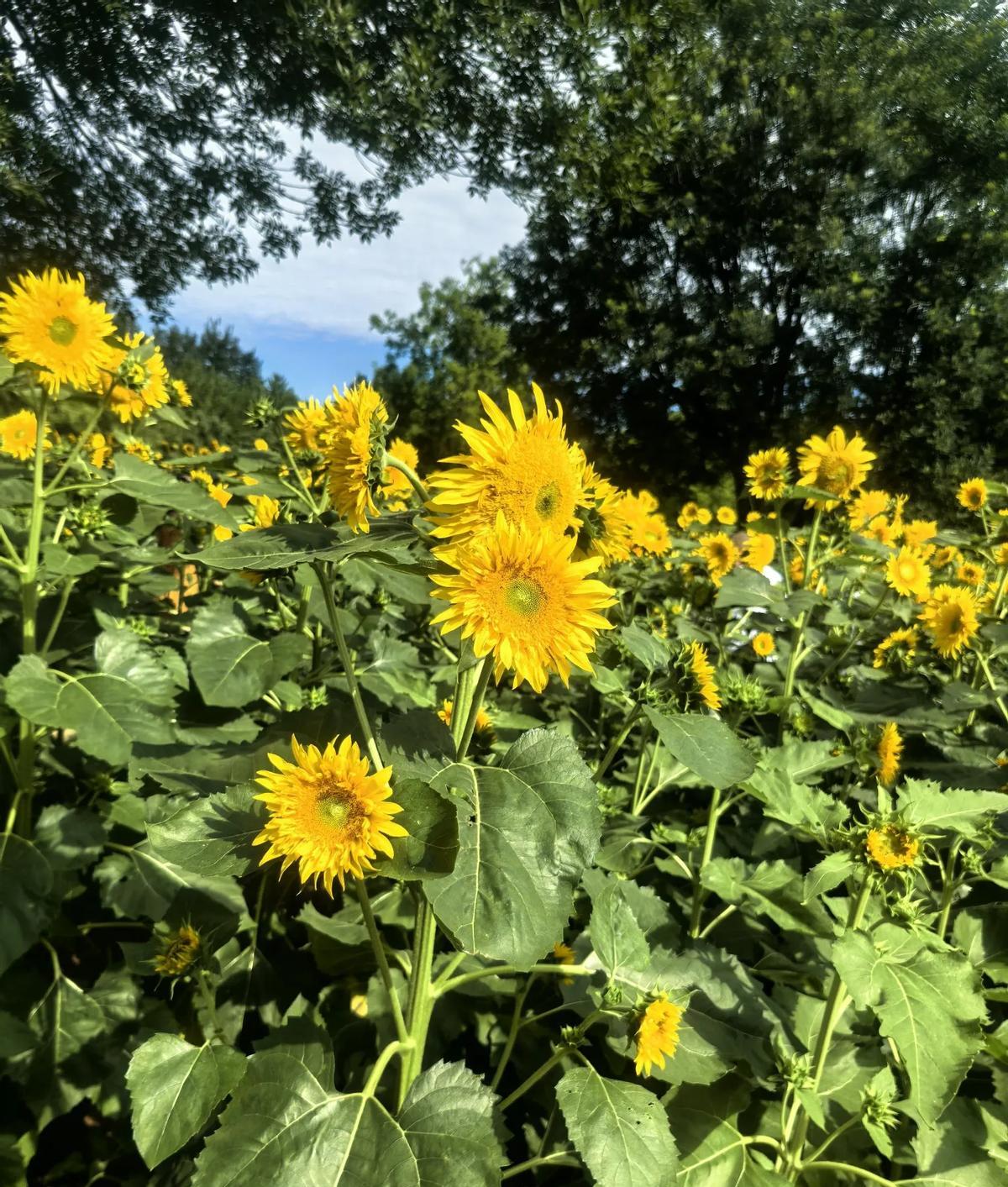 4比0，皇马的时代真的结束了。
新王用一场大胜，宣告了旧主的黄昏。
这份熬夜指南