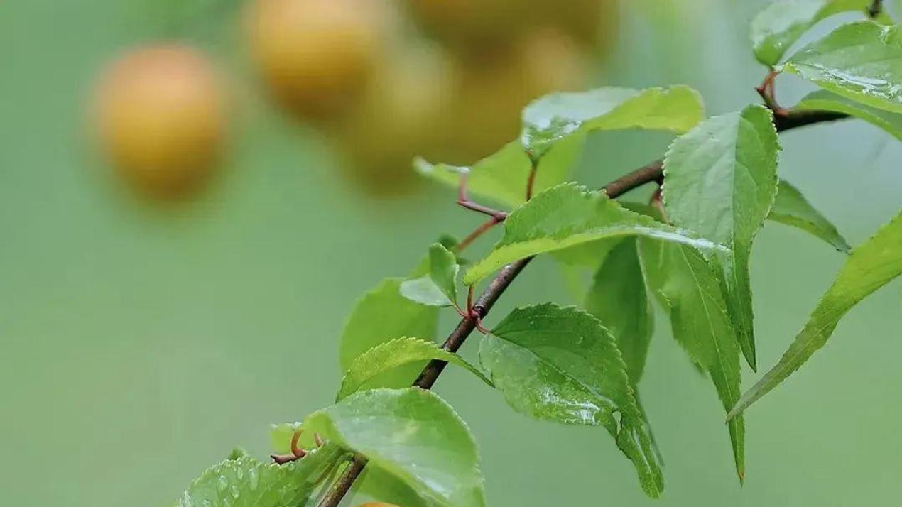 清明节连休3天，不调休！