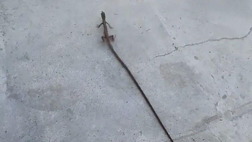 第一次见到蜥蜴的尾巴这么长，真的太长了