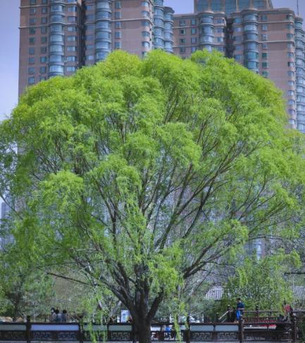 “富不富，院中树”，庭院种树有讲究，“3要5不要”才能运气好！
五不要
5、少种