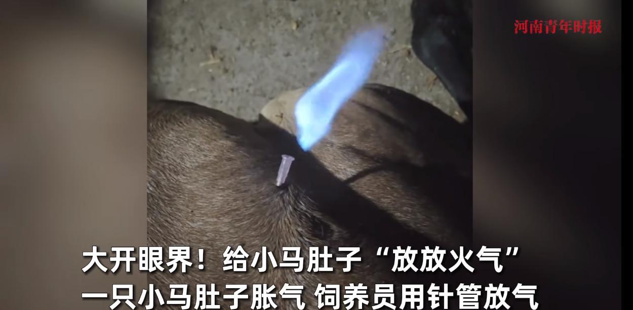 “大开眼界！”近日，安徽亳州，一只被饲养的小马因为吃了东西不消化，肚子里胀气难受
