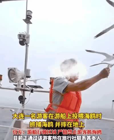 “太过分了！”大连，有一位男子右手用食物引诱海鸥，左边就去抓捕海鸥，海鸥受到了惊